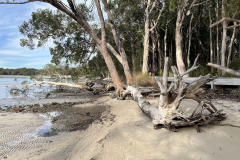 Tanilba-Bay-Boardwalk-foreshore